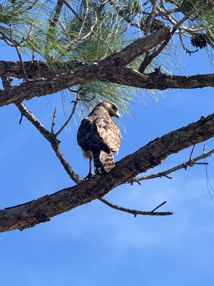 Red-shouldered Hawk - ML646378426