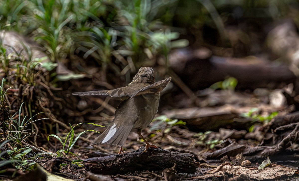 Swainson's Thrush - ML646378427
