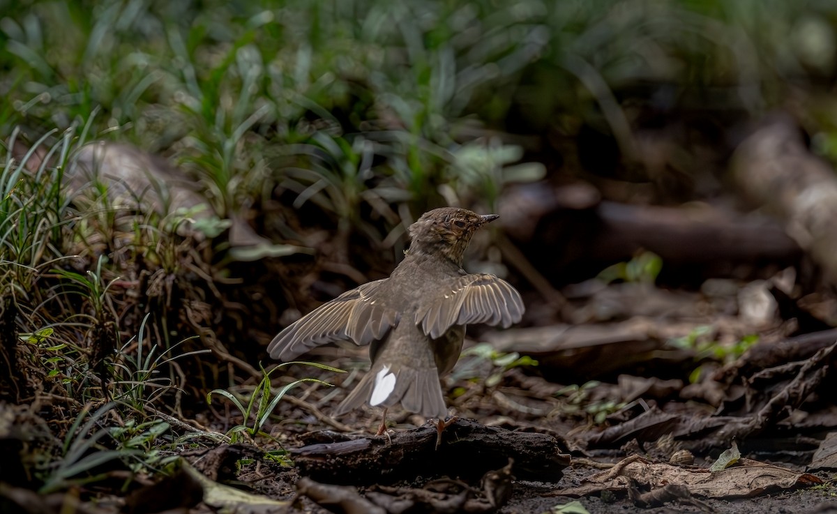 Swainson's Thrush - ML646378428