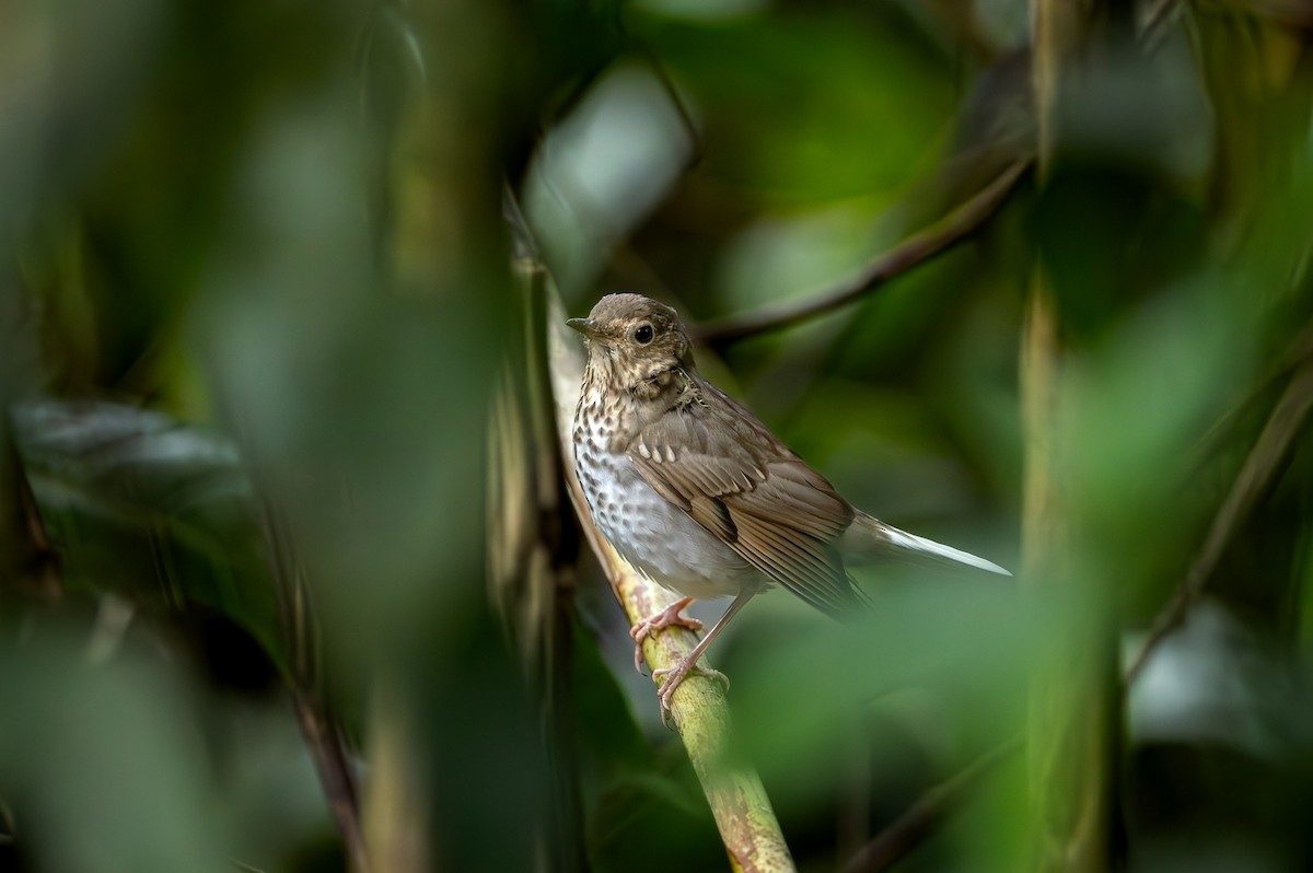 Swainson's Thrush - ML646378429