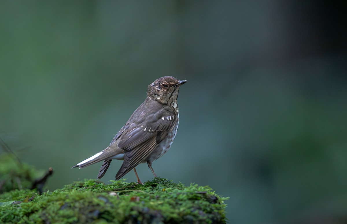 Swainson's Thrush - ML646378430