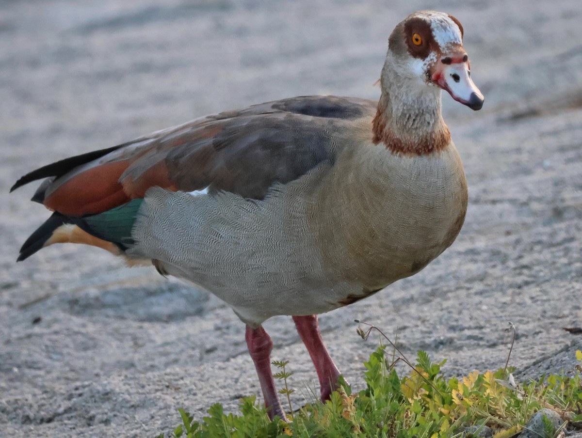 Egyptian Goose - ML646378431