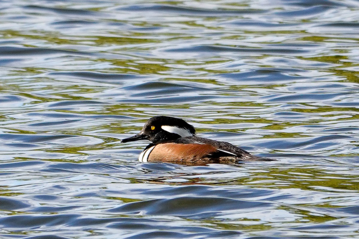 Hooded Merganser - ML646378432