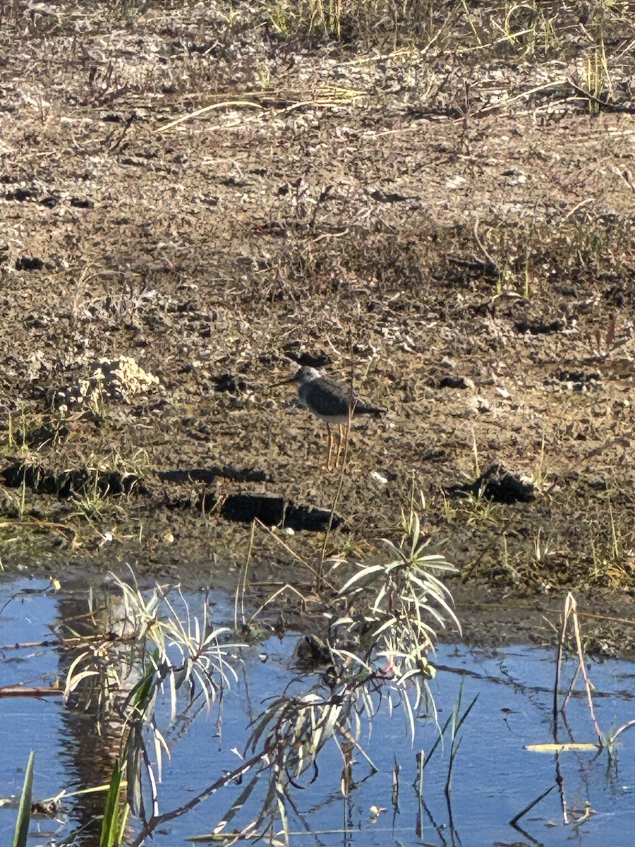 Greater Yellowlegs - ML646378433