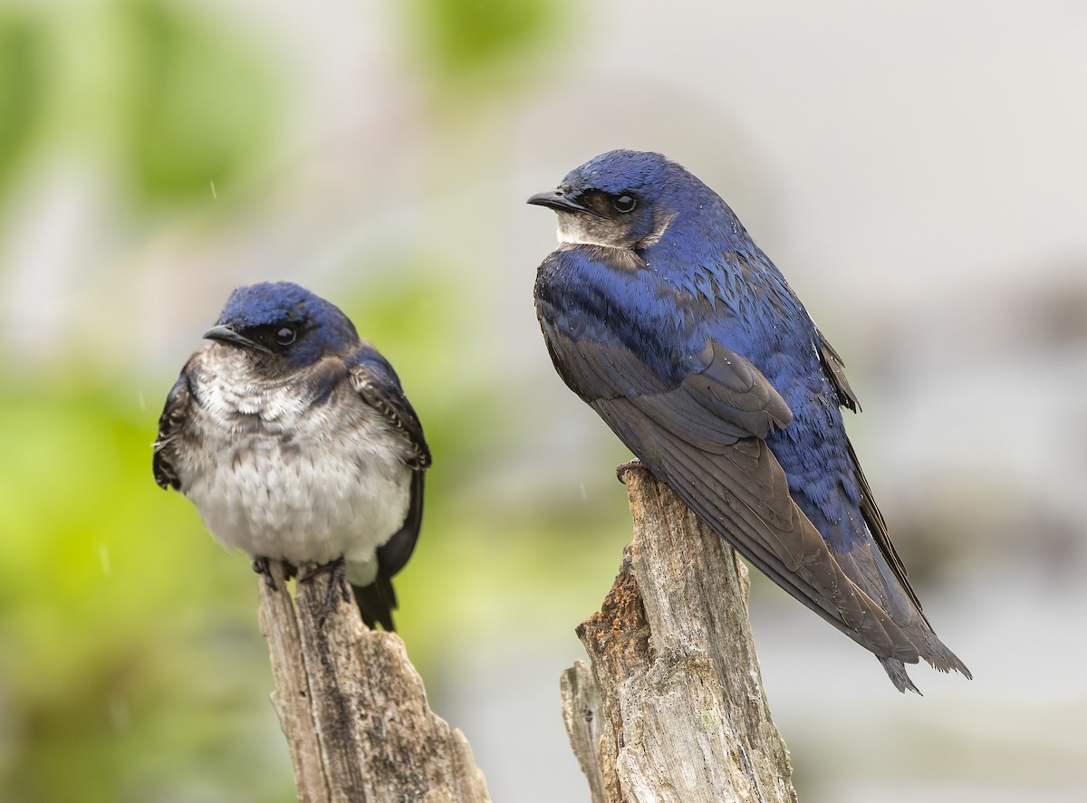 Gray-breasted Martin - ML646378434