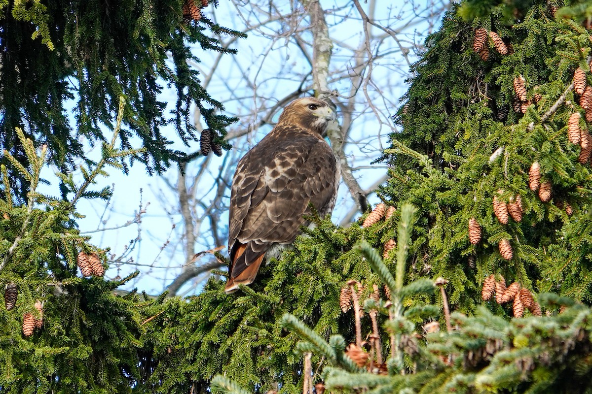 Red-tailed Hawk - ML646378435