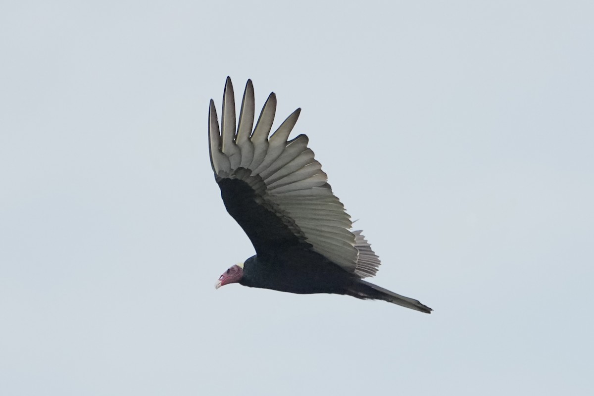 Turkey Vulture (Tropical) - ML646378437
