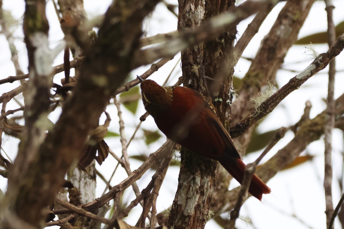Pearled Treerunner - ML646378439