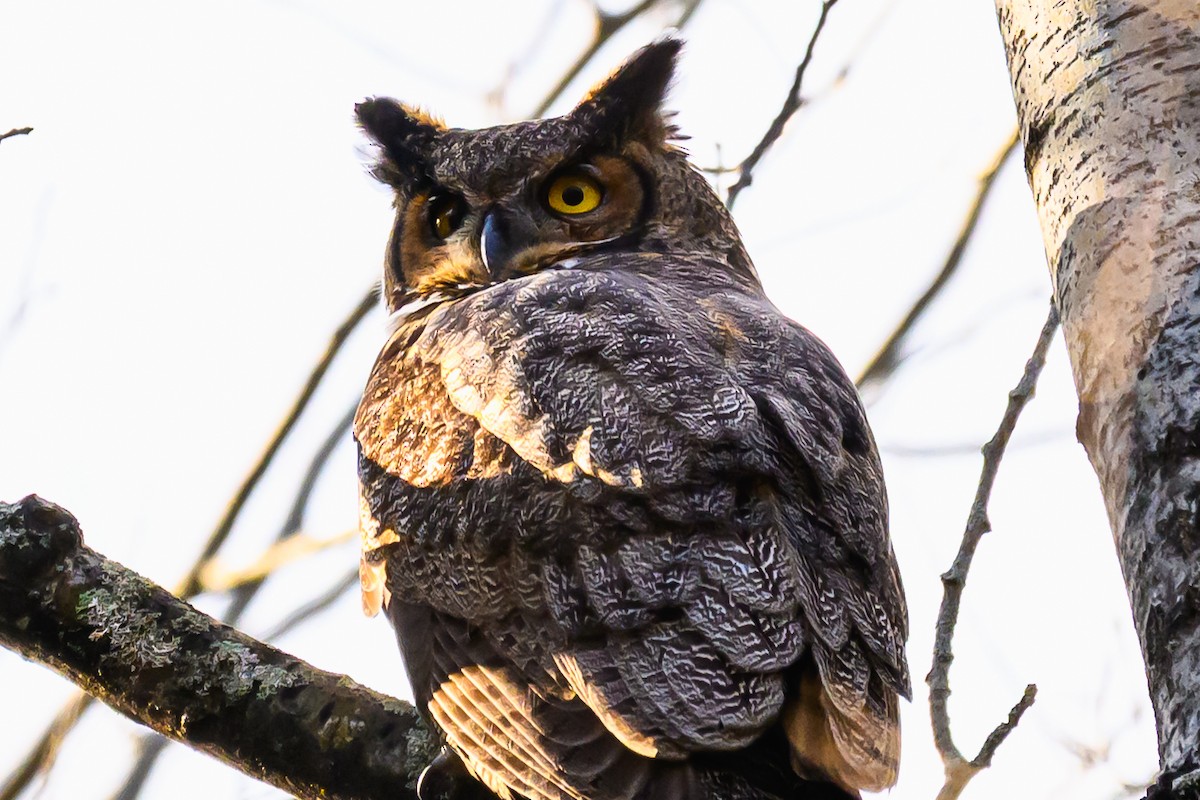 Great Horned Owl - ML646378440