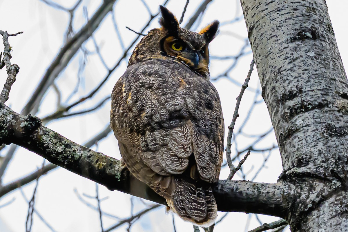 Great Horned Owl - ML646378442