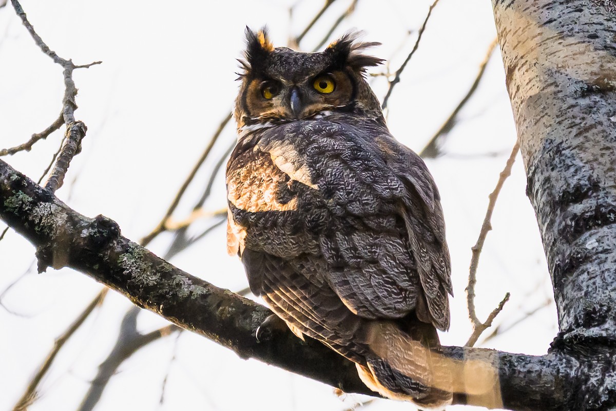 Great Horned Owl - ML646378443