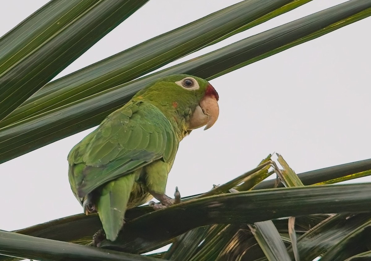 Crimson-fronted Parakeet - ML646378445