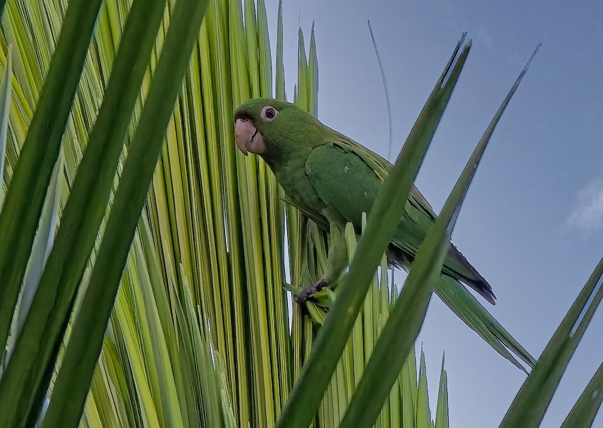 Crimson-fronted Parakeet - ML646378446