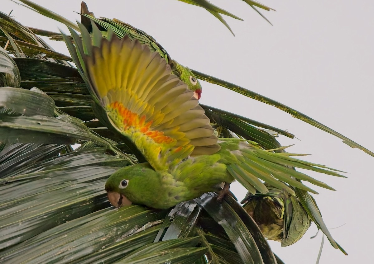 Crimson-fronted Parakeet - ML646378447