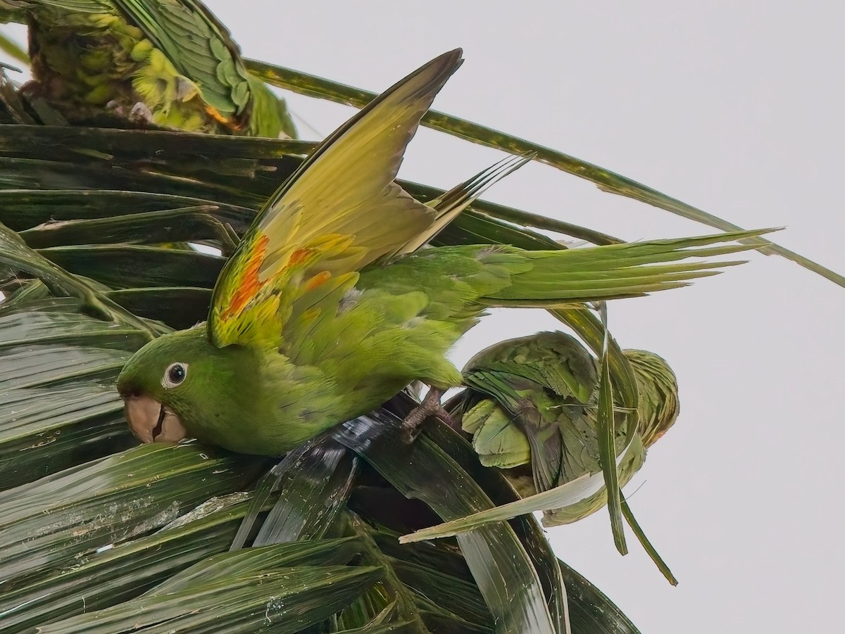 Crimson-fronted Parakeet - ML646378448