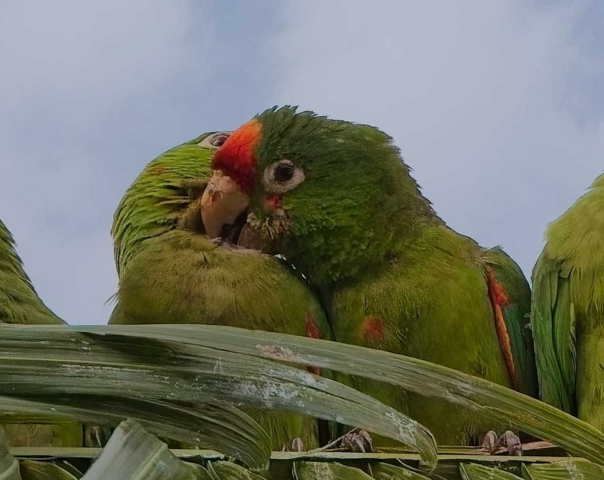 Crimson-fronted Parakeet - ML646378449