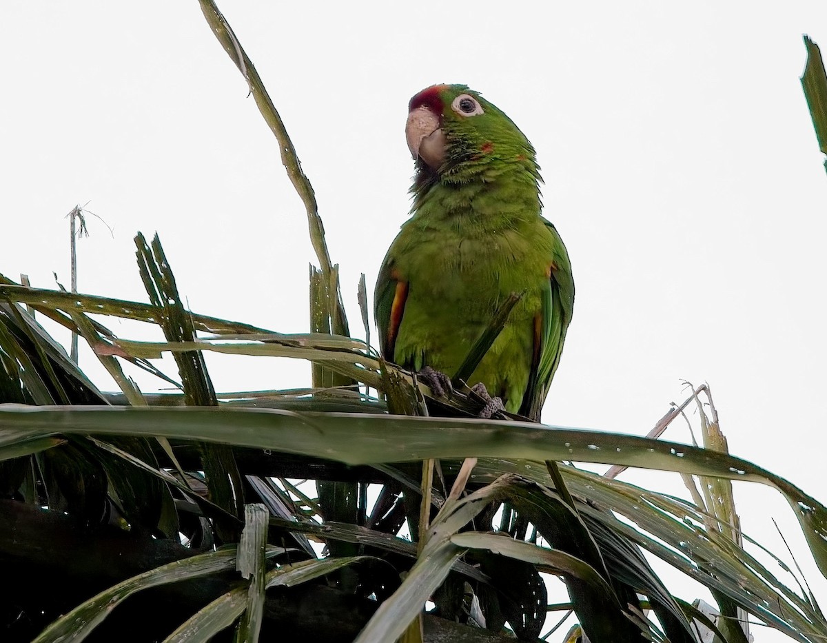 Crimson-fronted Parakeet - ML646378450