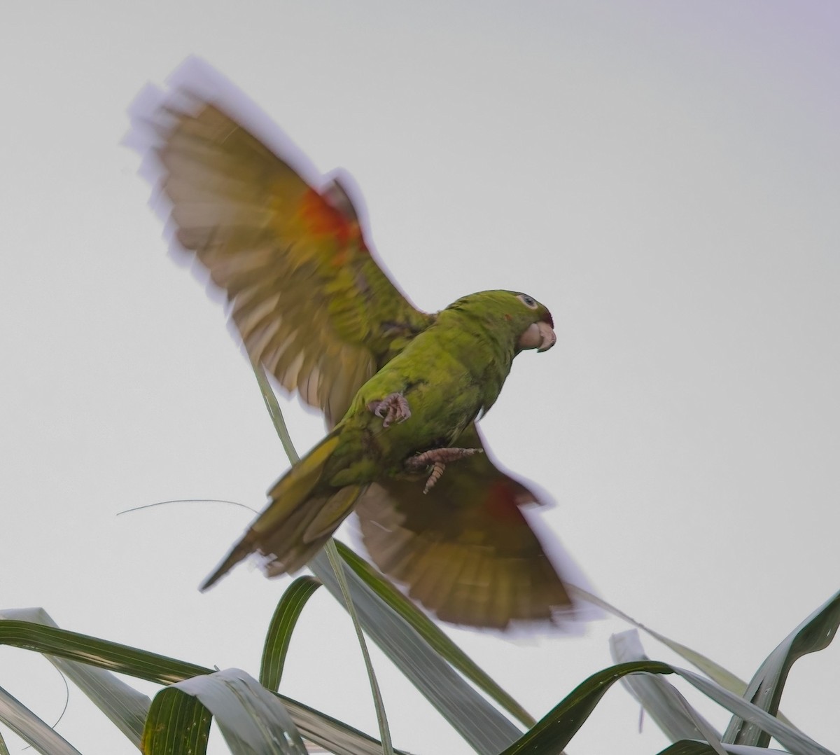 Crimson-fronted Parakeet - ML646378451