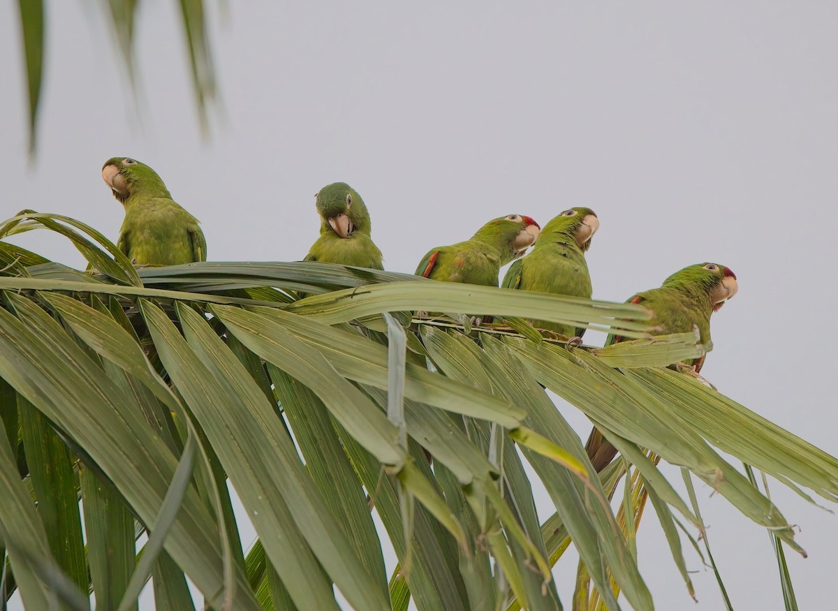 Crimson-fronted Parakeet - ML646378452
