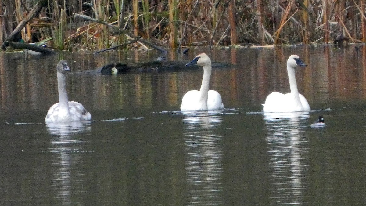 Trumpeter Swan - ML646378454
