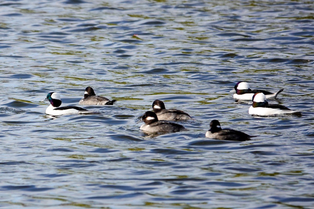Bufflehead - ML646378455