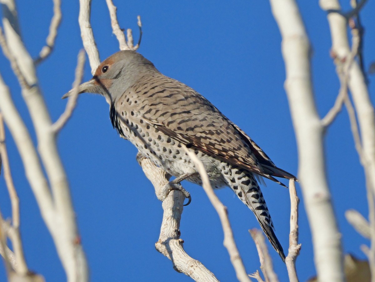 Northern Flicker - ML646378457