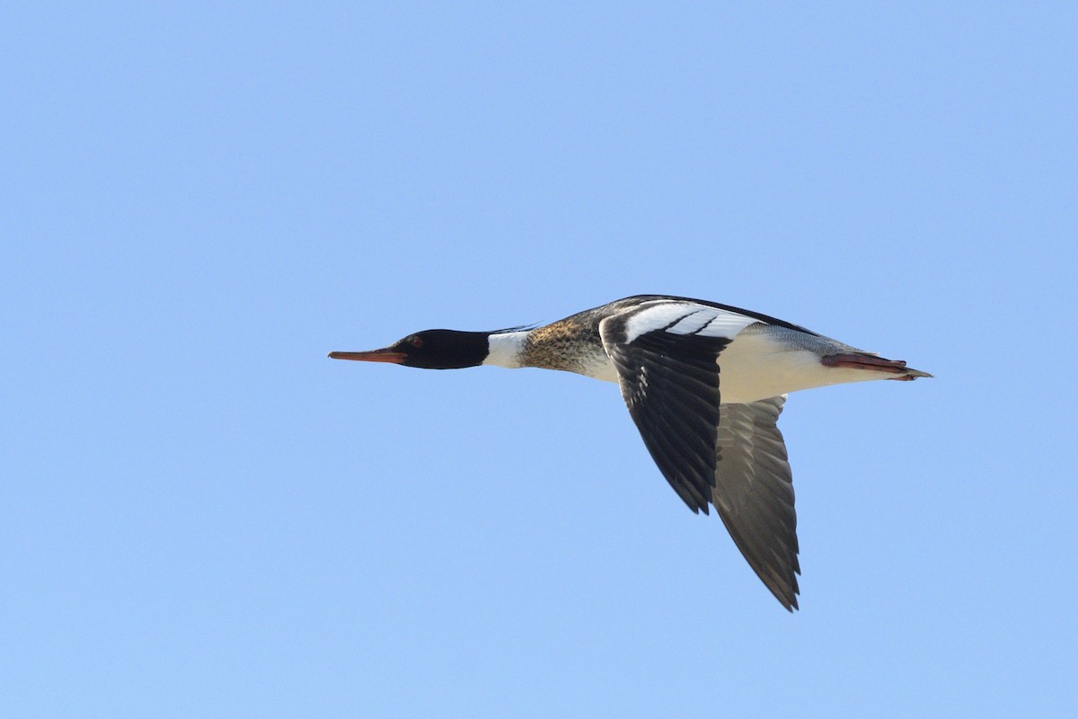 Red-breasted Merganser - ML646378458