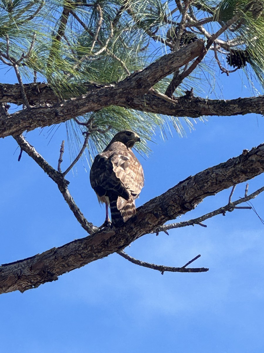 Red-shouldered Hawk - ML646378459