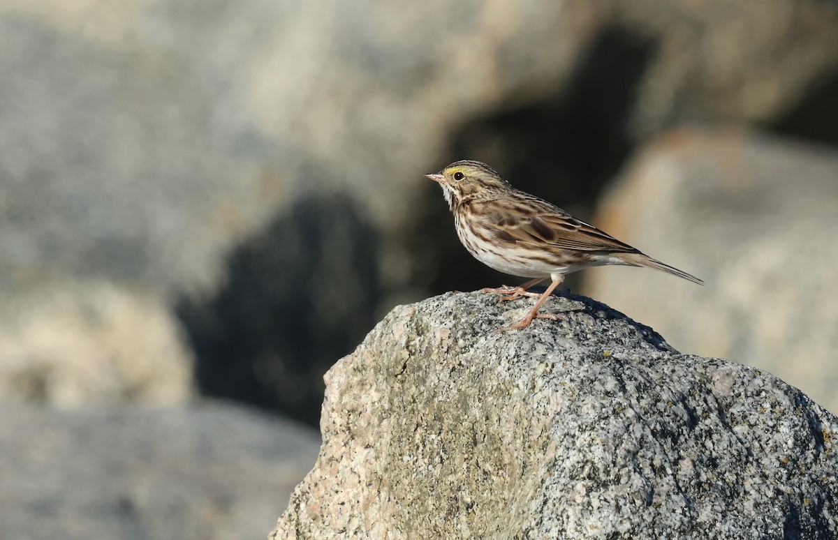 Savannah Sparrow - ML646378460
