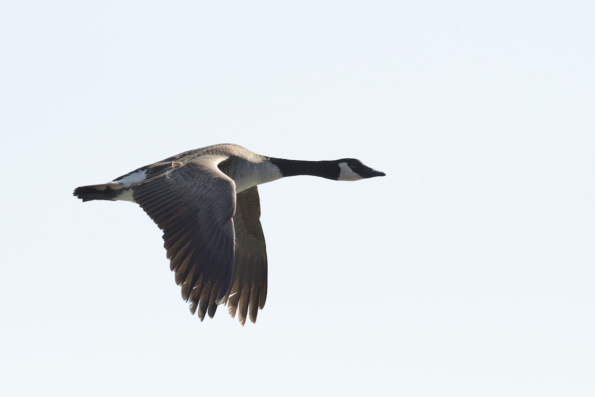 Canada Goose - ML646378461