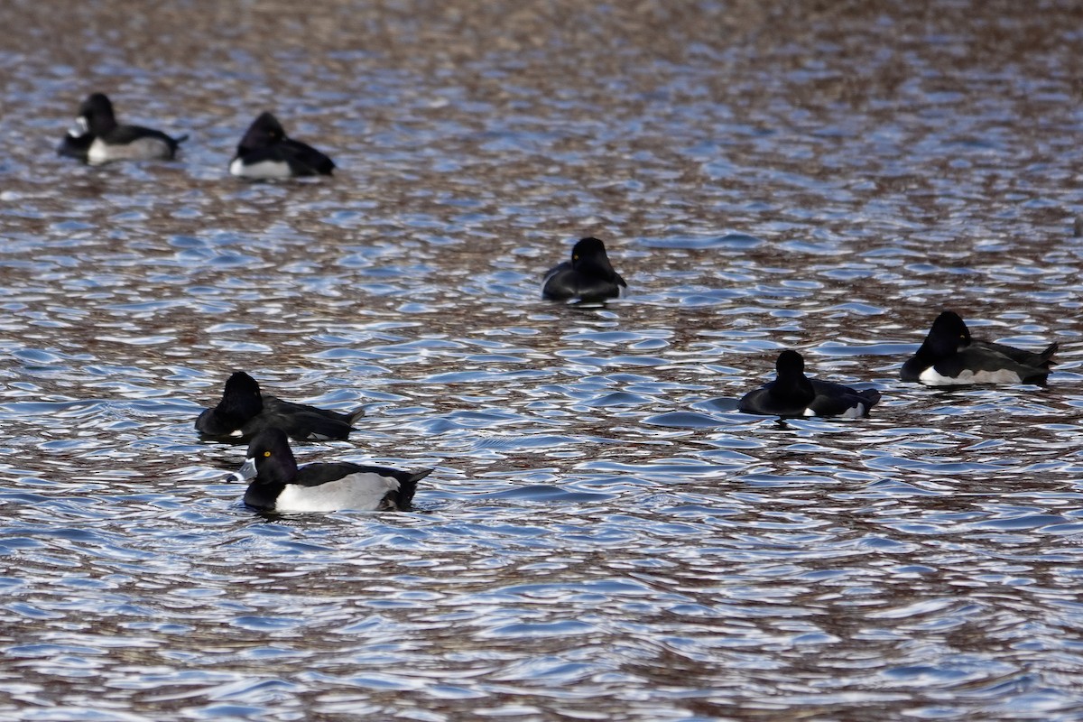Ring-necked Duck - ML646378462
