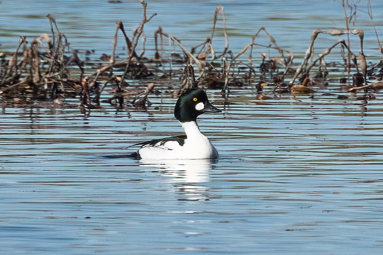 Common Goldeneye - ML646378463