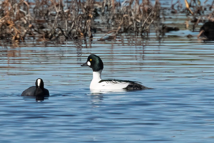 Common Goldeneye - ML646378464