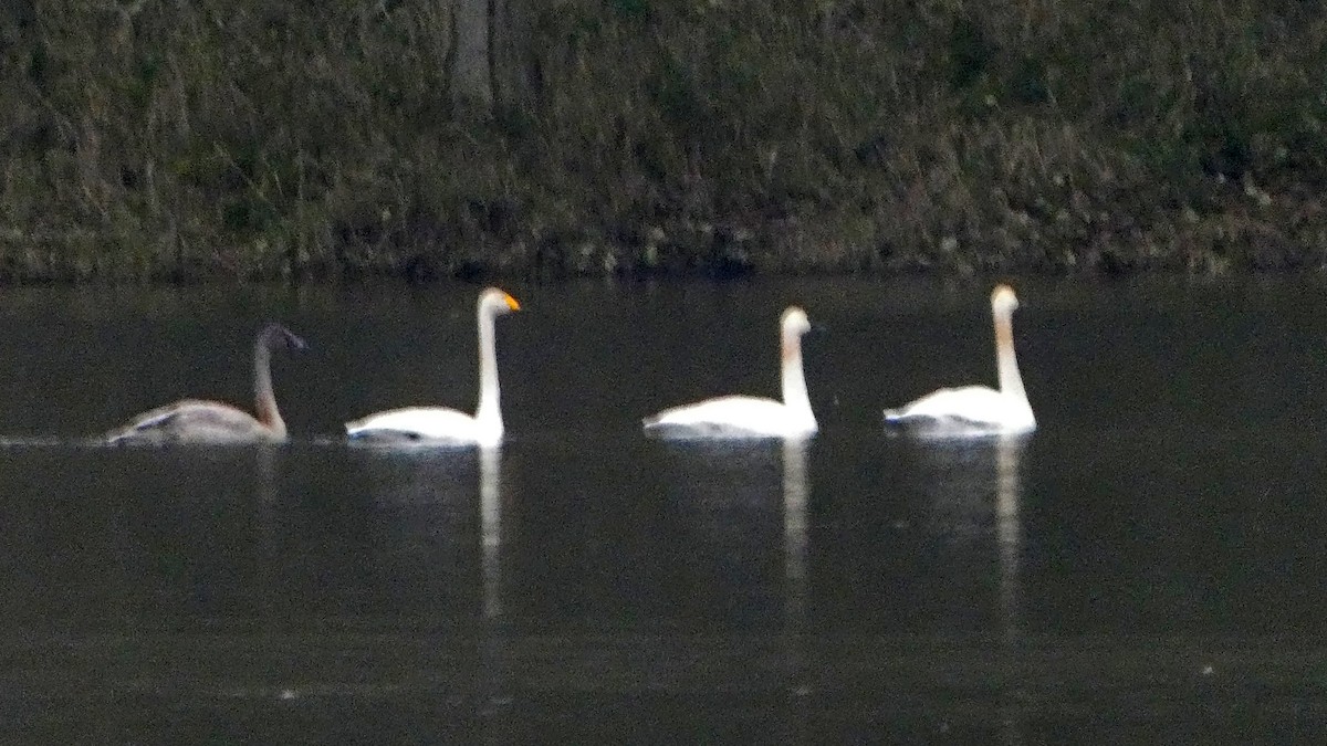 Whooper Swan - ML646378465