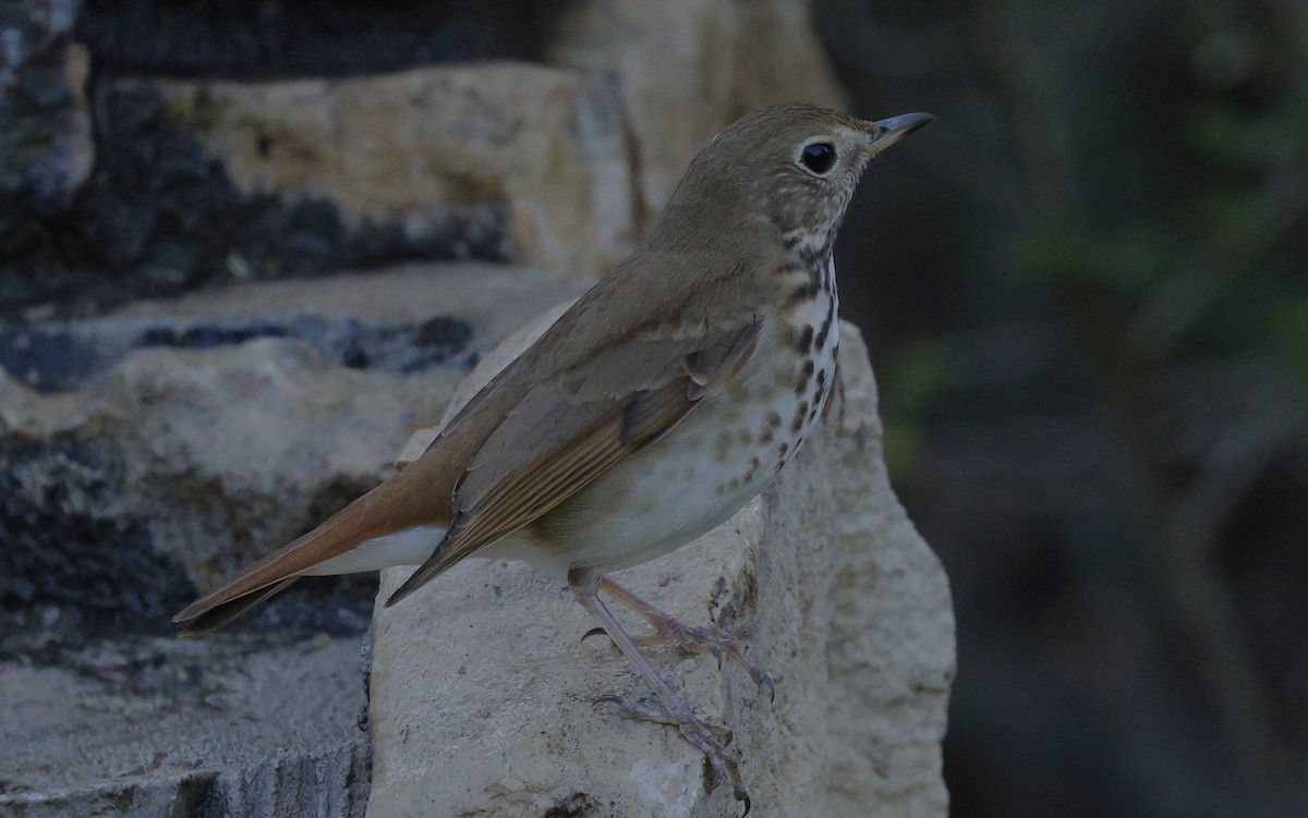 Hermit Thrush - ML646378466