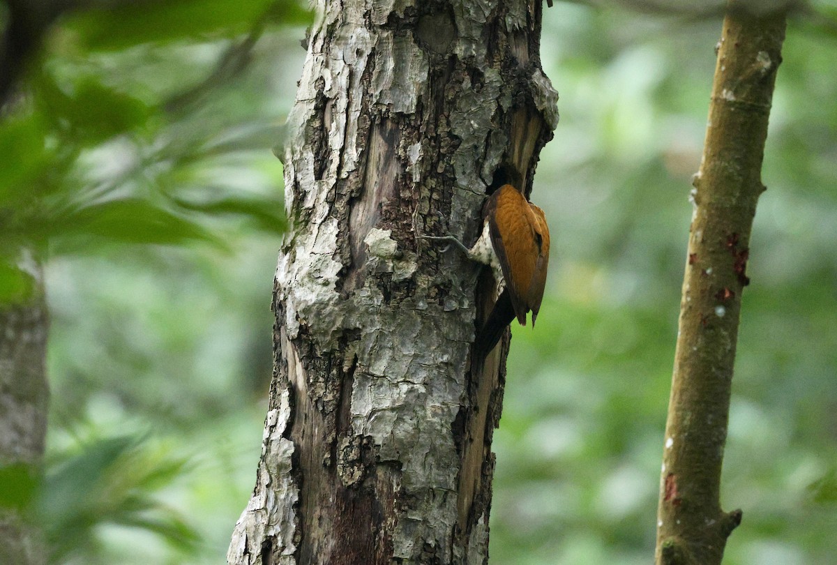 Greater Flameback - ML646378467