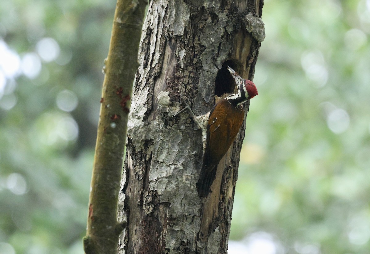 Greater Flameback - ML646378468
