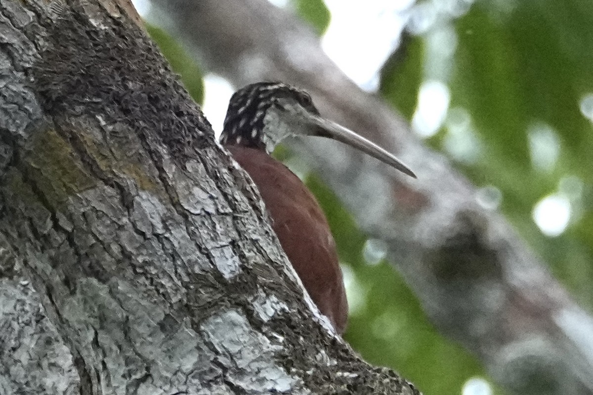Long-billed Woodcreeper - ML646378469