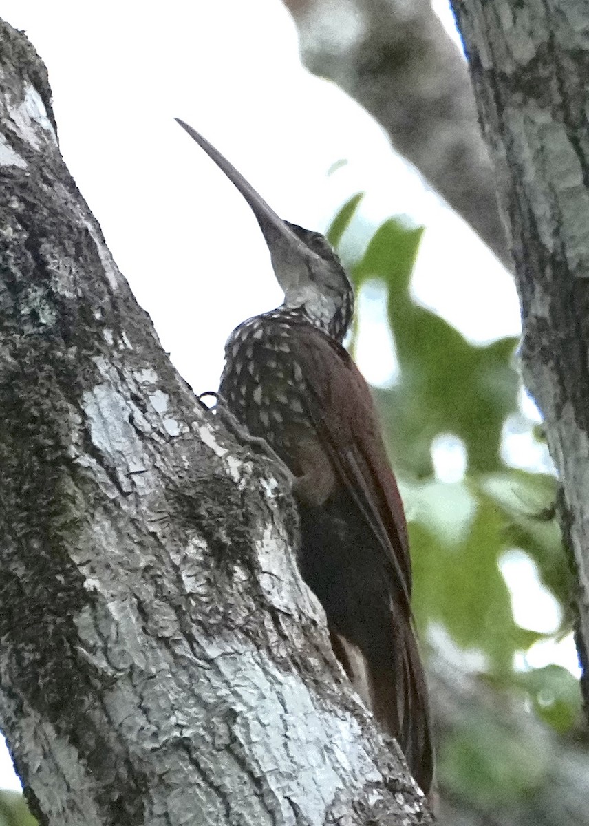 Long-billed Woodcreeper - ML646378470