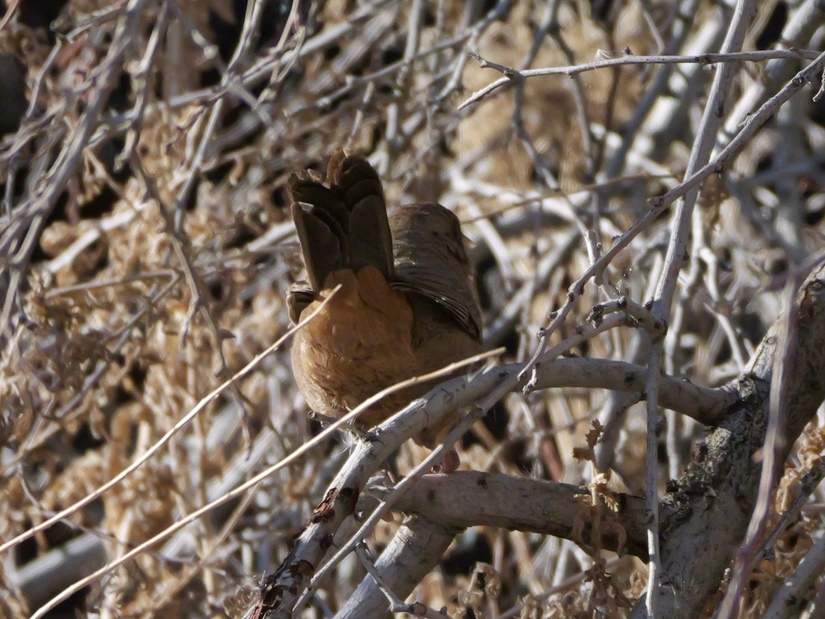 Abert's Towhee - ML646378471