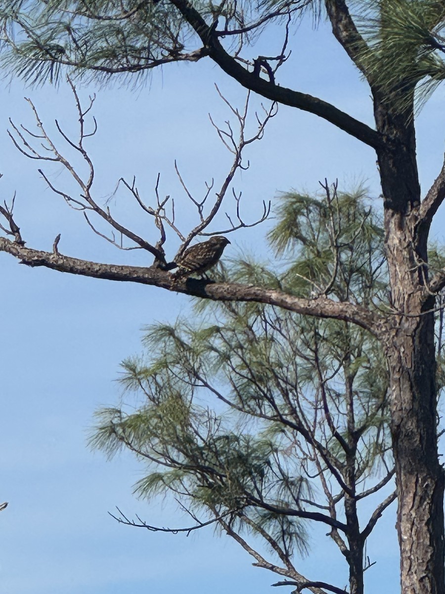 Red-shouldered Hawk - ML646378473