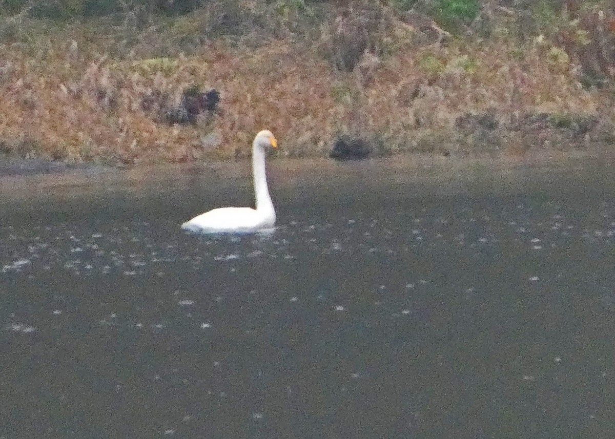 Whooper Swan - ML646378478