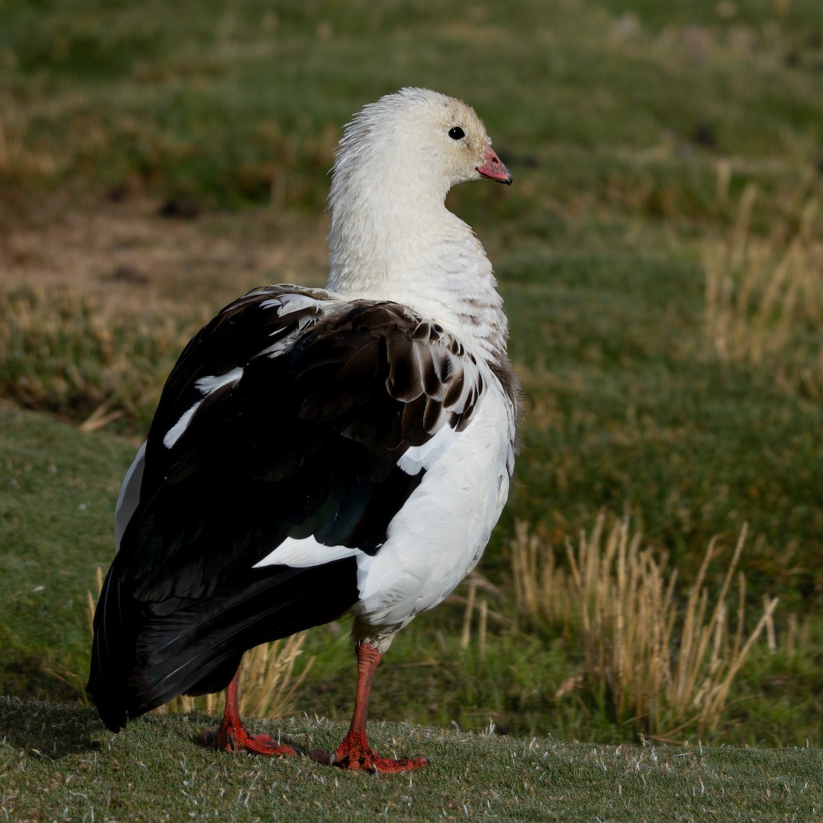 Andean Goose - ML646378481