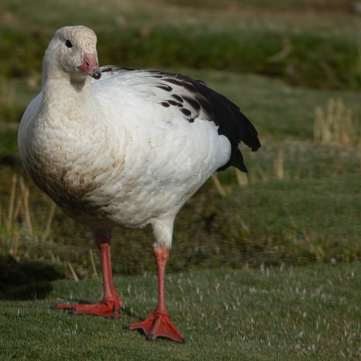 Andean Goose - ML646378482