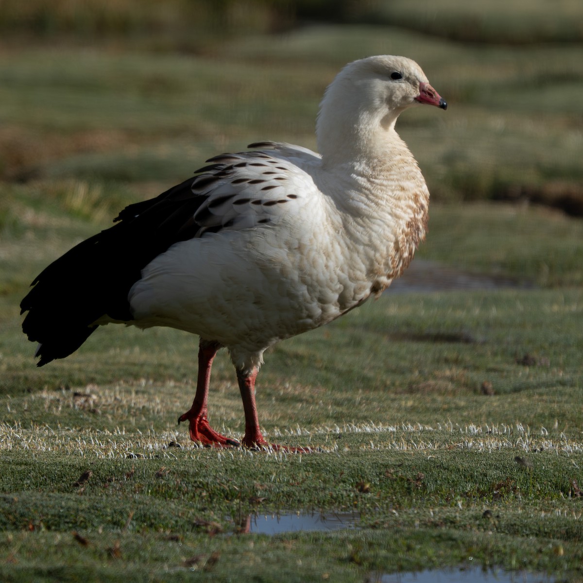 Andean Goose - ML646378483