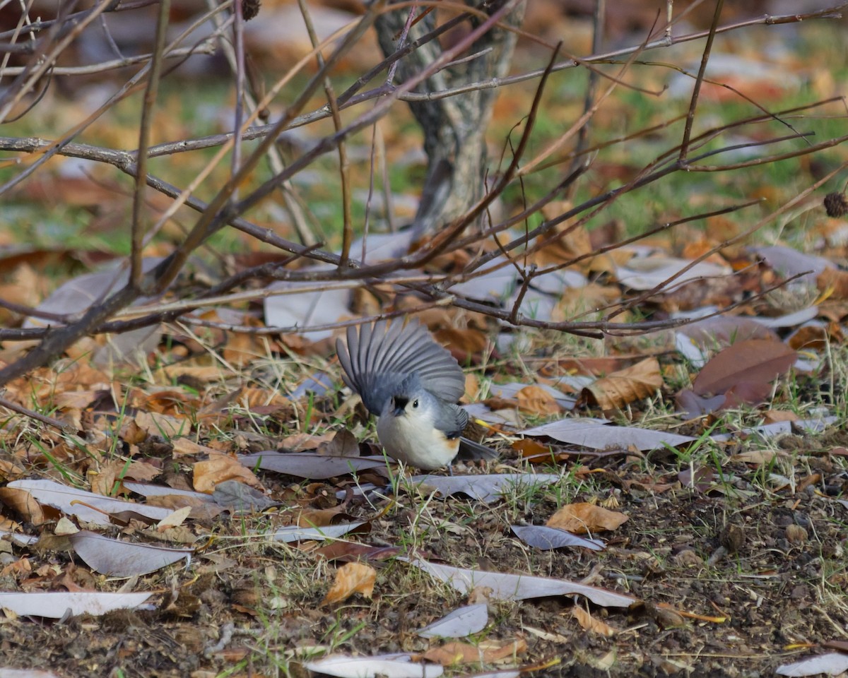 Tufted Titmouse - ML646378484