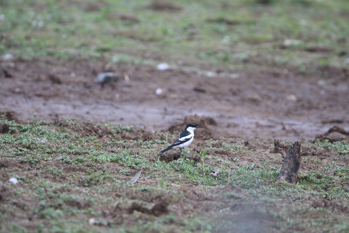 Ak Kanatlı Tırtılyiyen - ML646378486