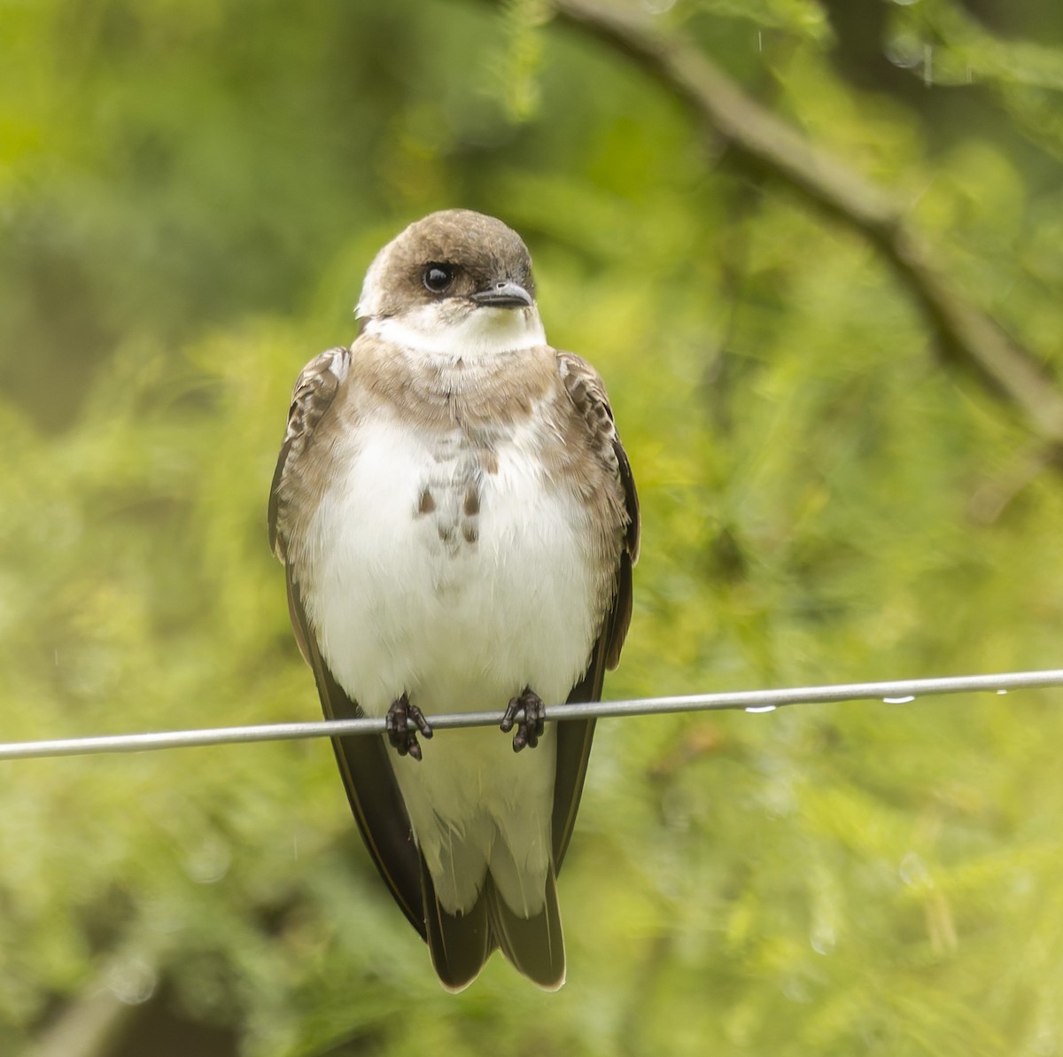 Brown-chested Martin - ML646378487