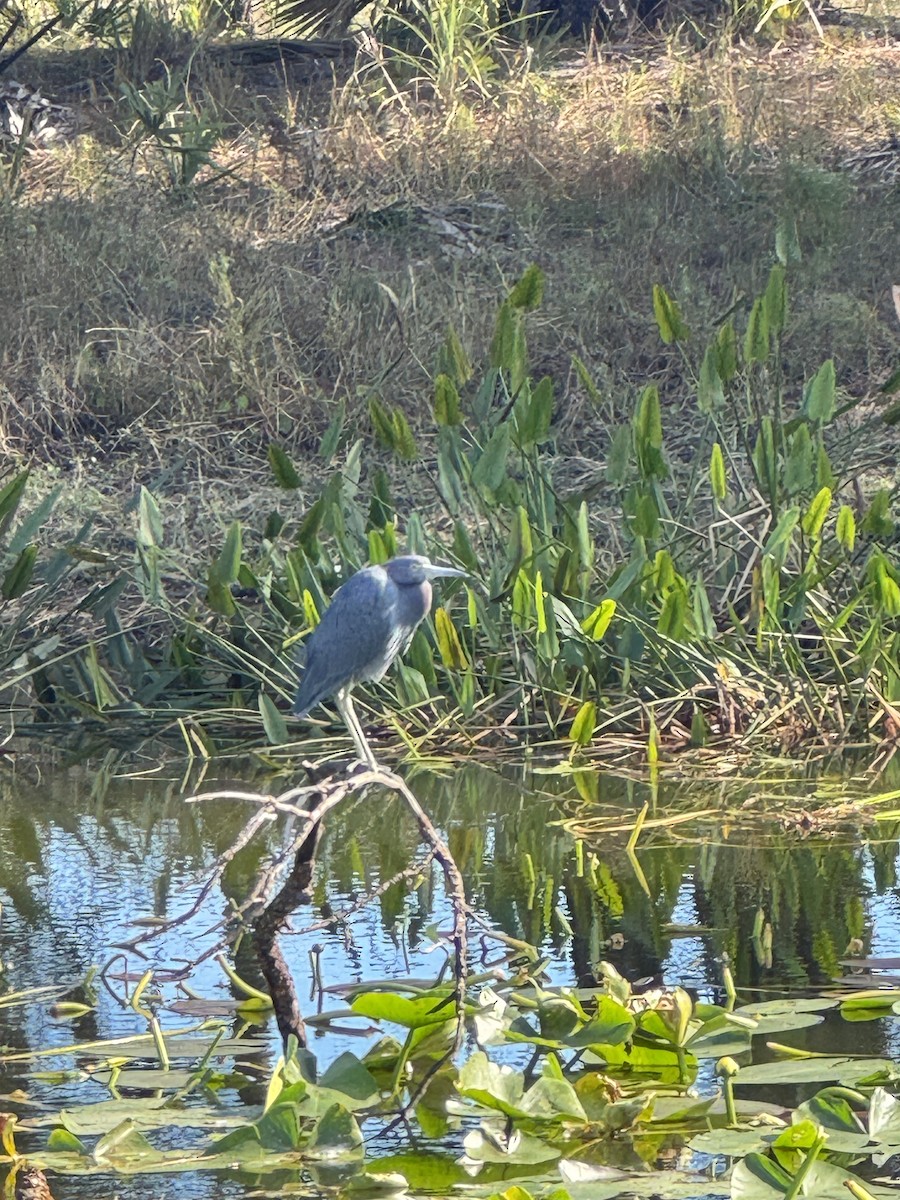 Little Blue Heron - ML646378488