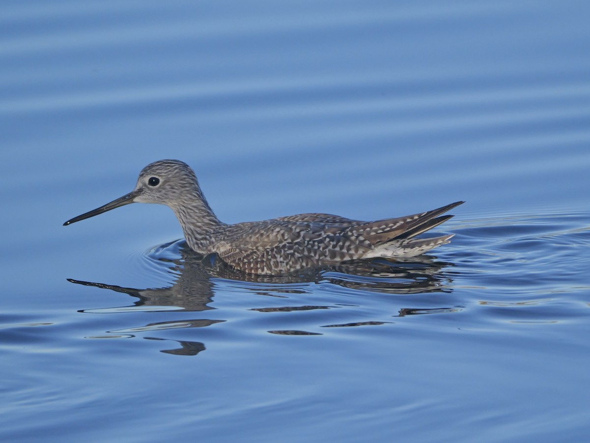 Greater Yellowlegs - ML646378489